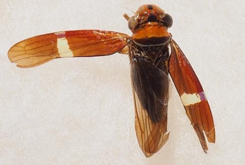Réf. 242 726 : Strictogonia unifasciata
